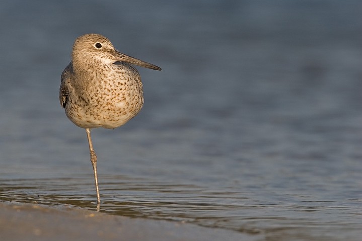 Schlammtreter Catoptrophorus semipalmatus Willet